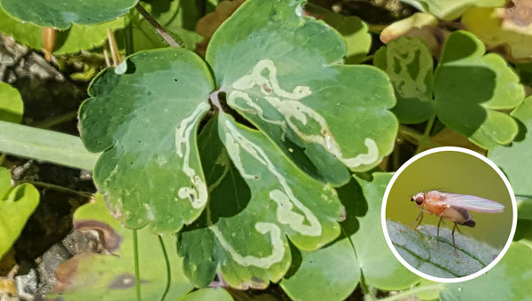 Leaf miner on a columbine leaf.