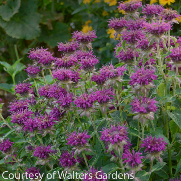 Grape Gumball Beebalm (Monarda 'Grape Gumball') in Richmond Fairfax Loudoun  Prince William Fredericks Virginia VA at Meadows Farms Nurseries