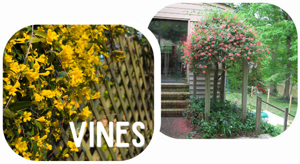 Vines