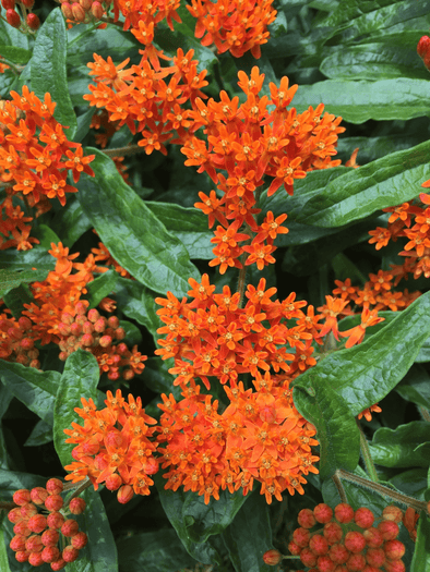 Asclepias Tuberosa Butterfly Weed For Sale Rare Roots