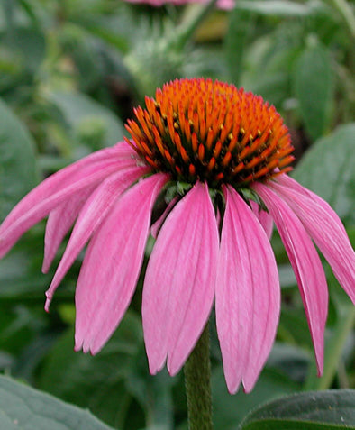 purple coneflower plants for sale