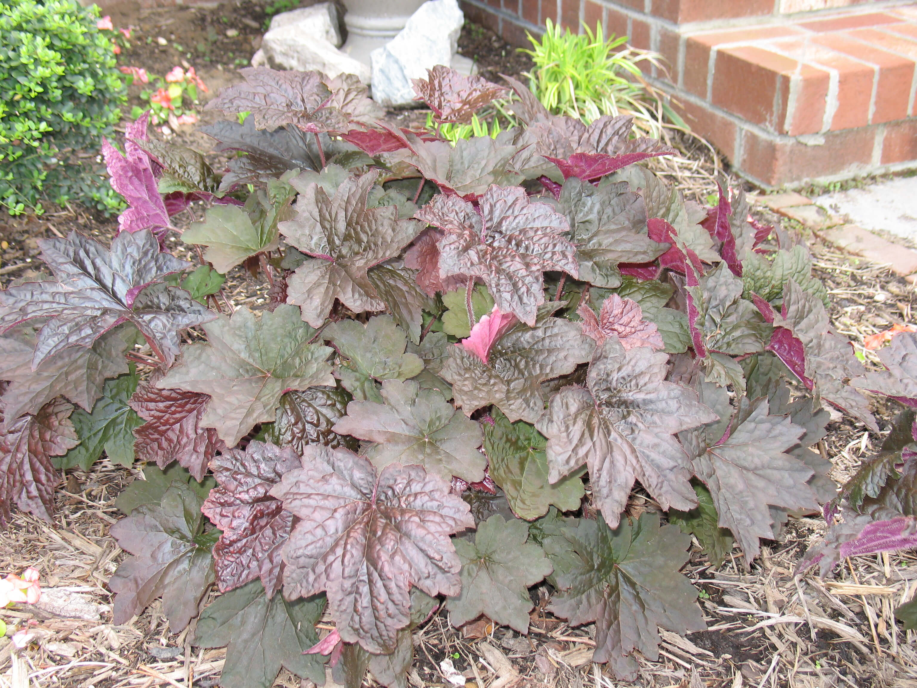 purple coral bells