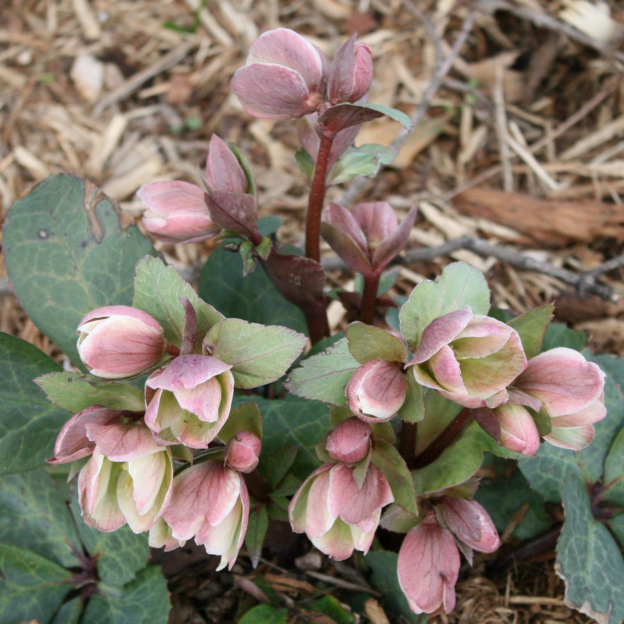 Helleborus orientalis 'Wedding Bells