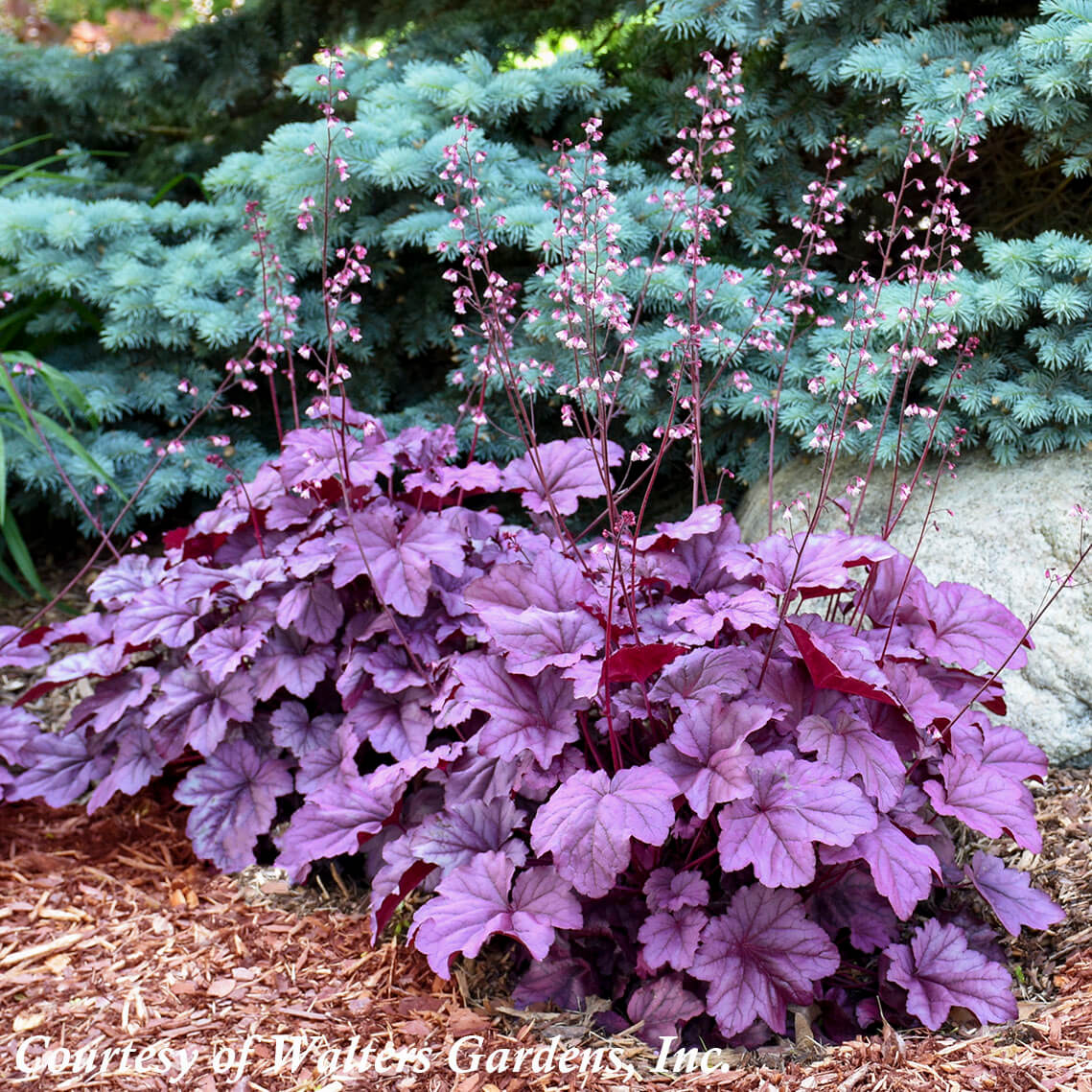 Heuchera Pink Panther Coral Bells For Sale Rare Roots