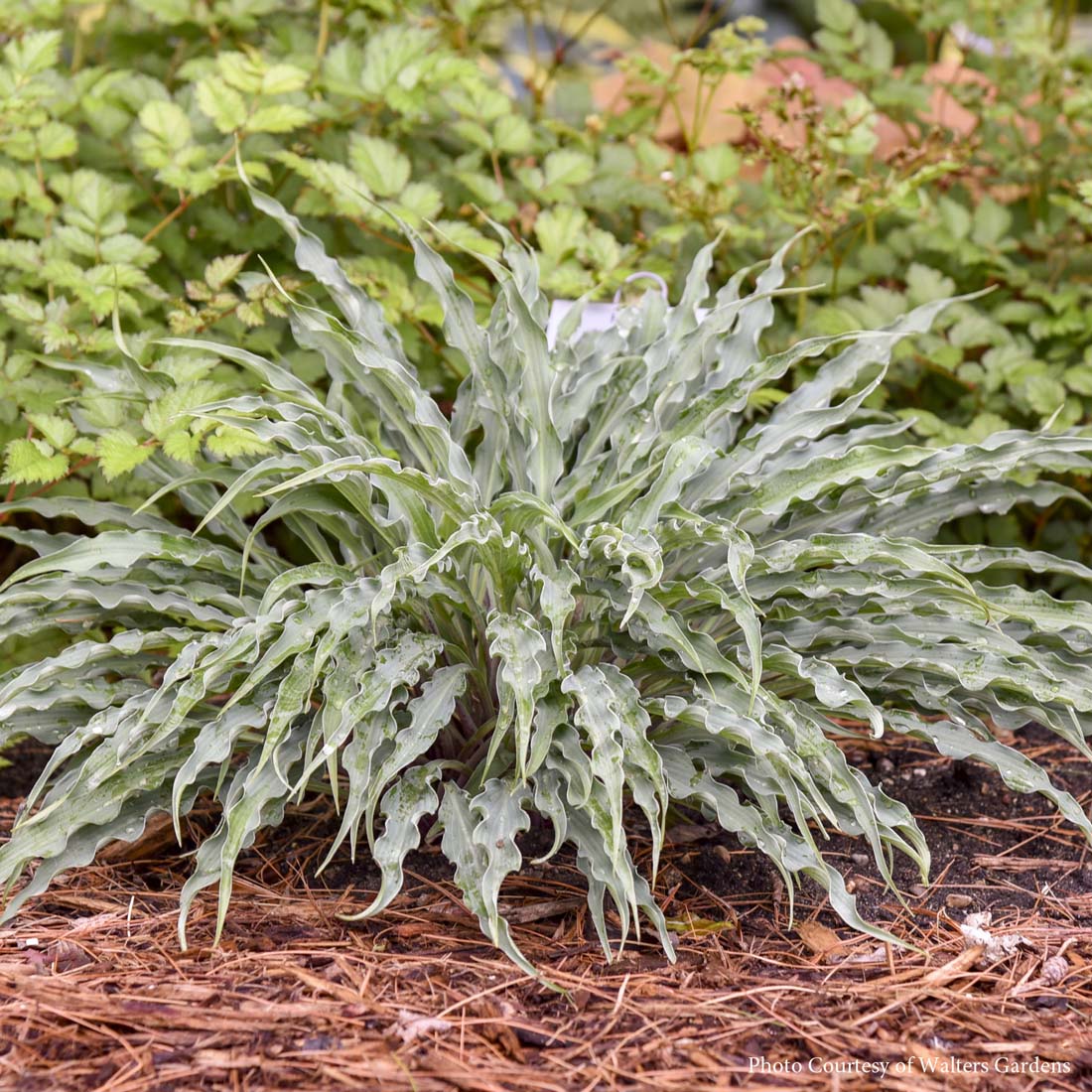 Hosta 'Island Breeze' (Plantain Lily)