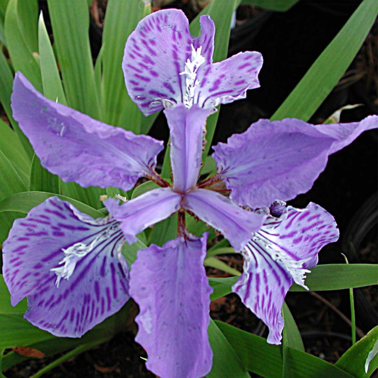 Iris du Japon : Iris Japonica variegata blanc, jaune & bleu - Tijardin