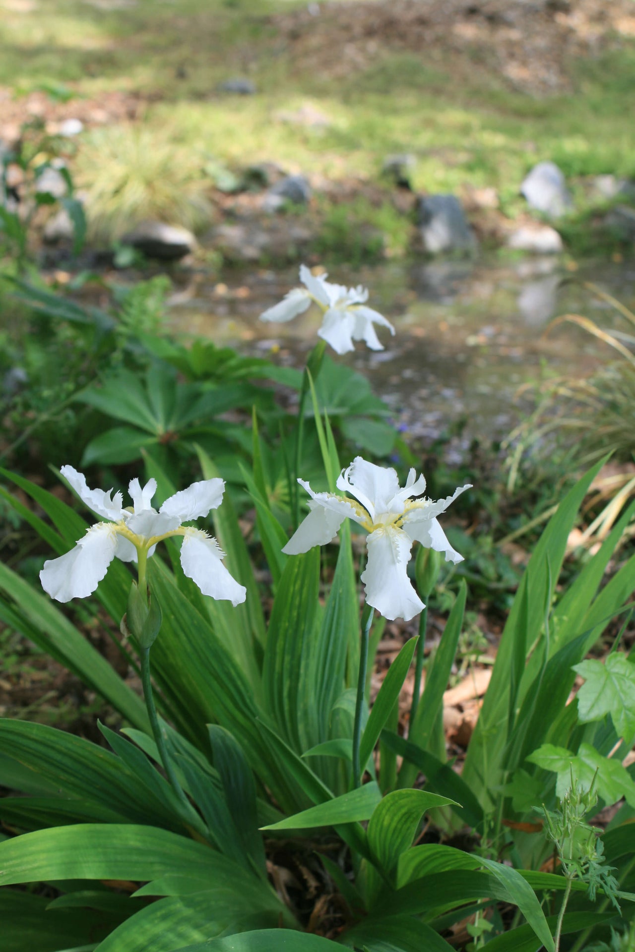 Iris du Japon : Iris Japonica variegata blanc, jaune & bleu - Tijardin