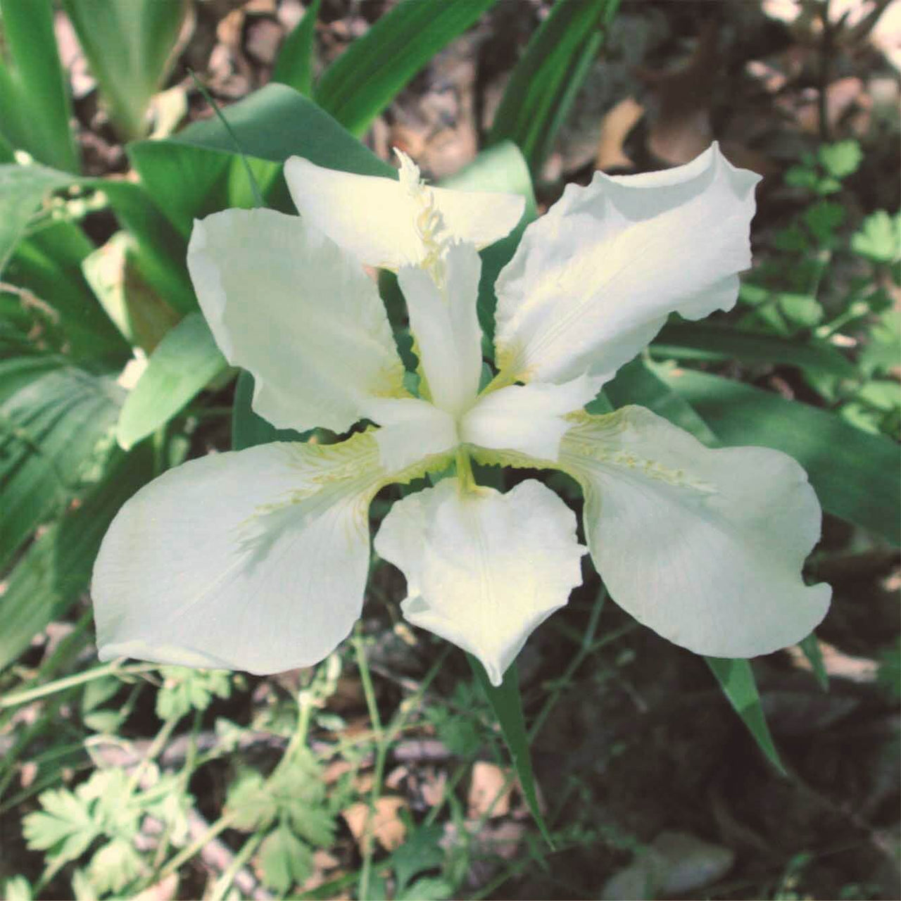 Iris du Japon : Iris Japonica variegata blanc, jaune & bleu - Tijardin