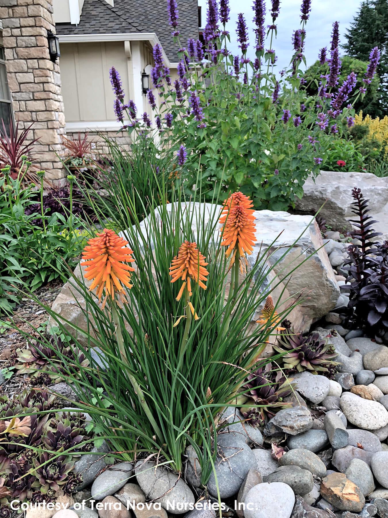 Red Hot Poker Plant Zone