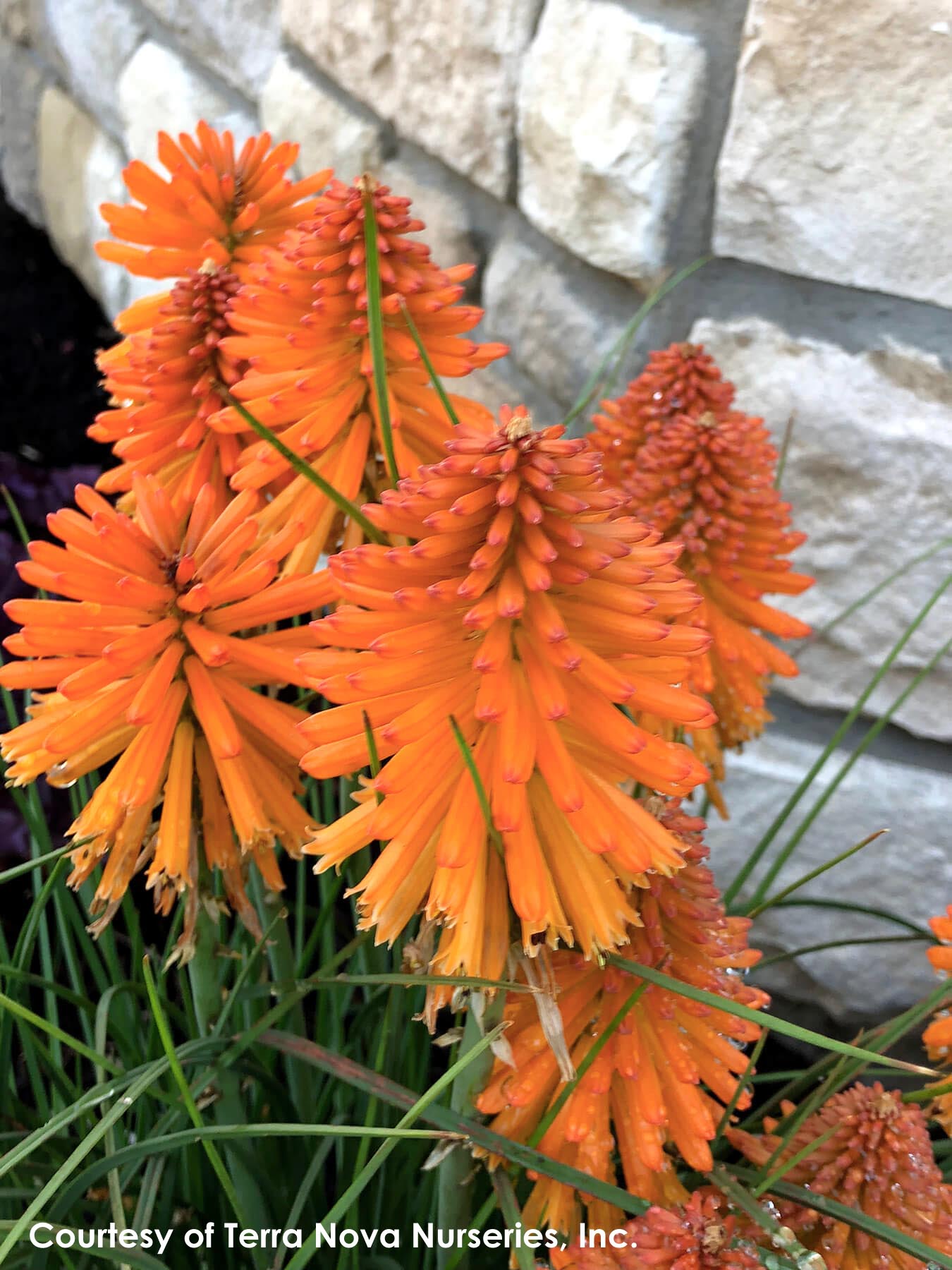 Red hot poker plants for sale near me hiring