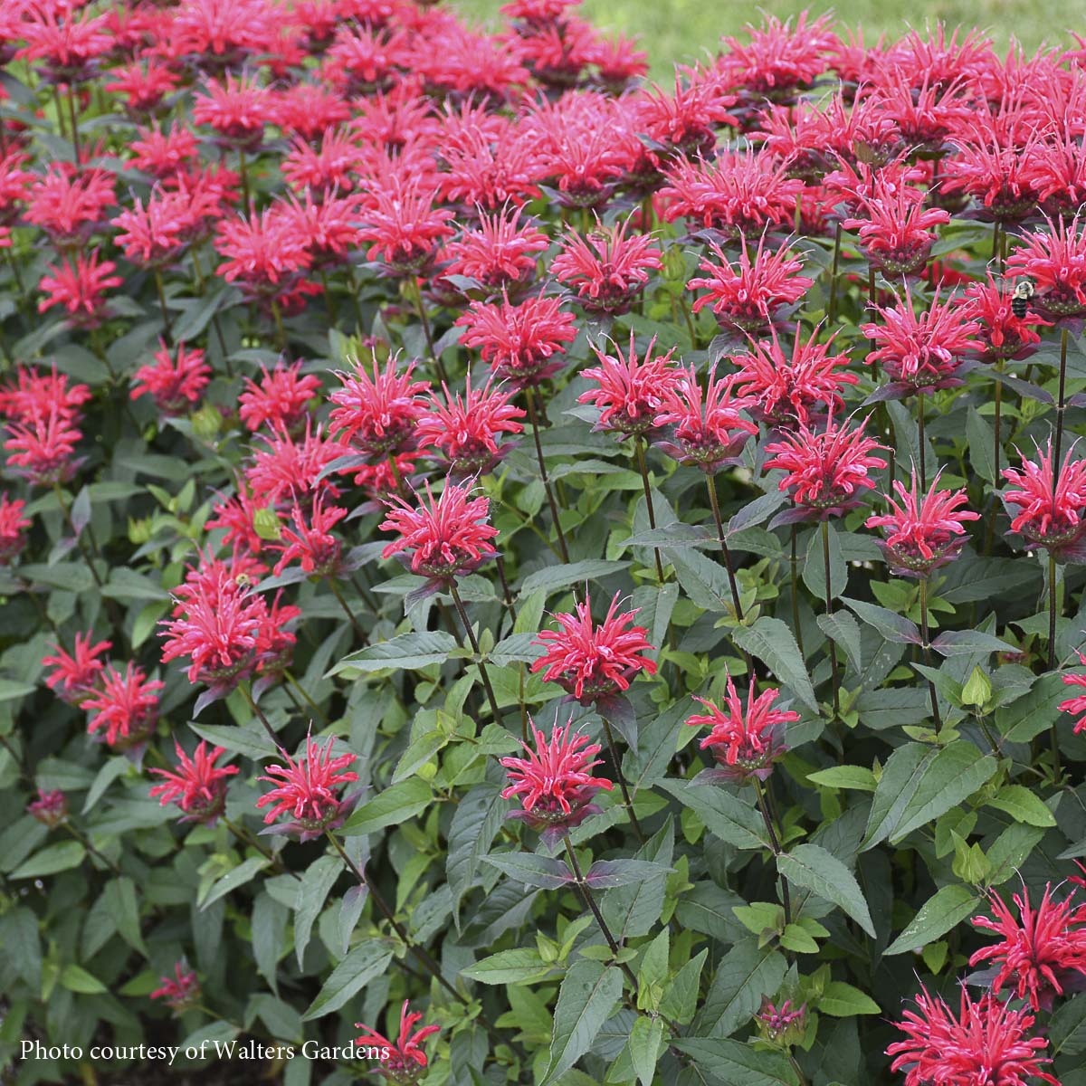 Rudbeckia missouriensis / Missouri Coneflower — City Roots Nursery