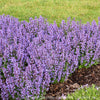 Nepeta faassenii Cat's Pajamas Catmint for Sale | Rare Roots