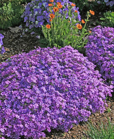 Phlox Purple Beauty Creeping Phlox for Sale | Rare Roots