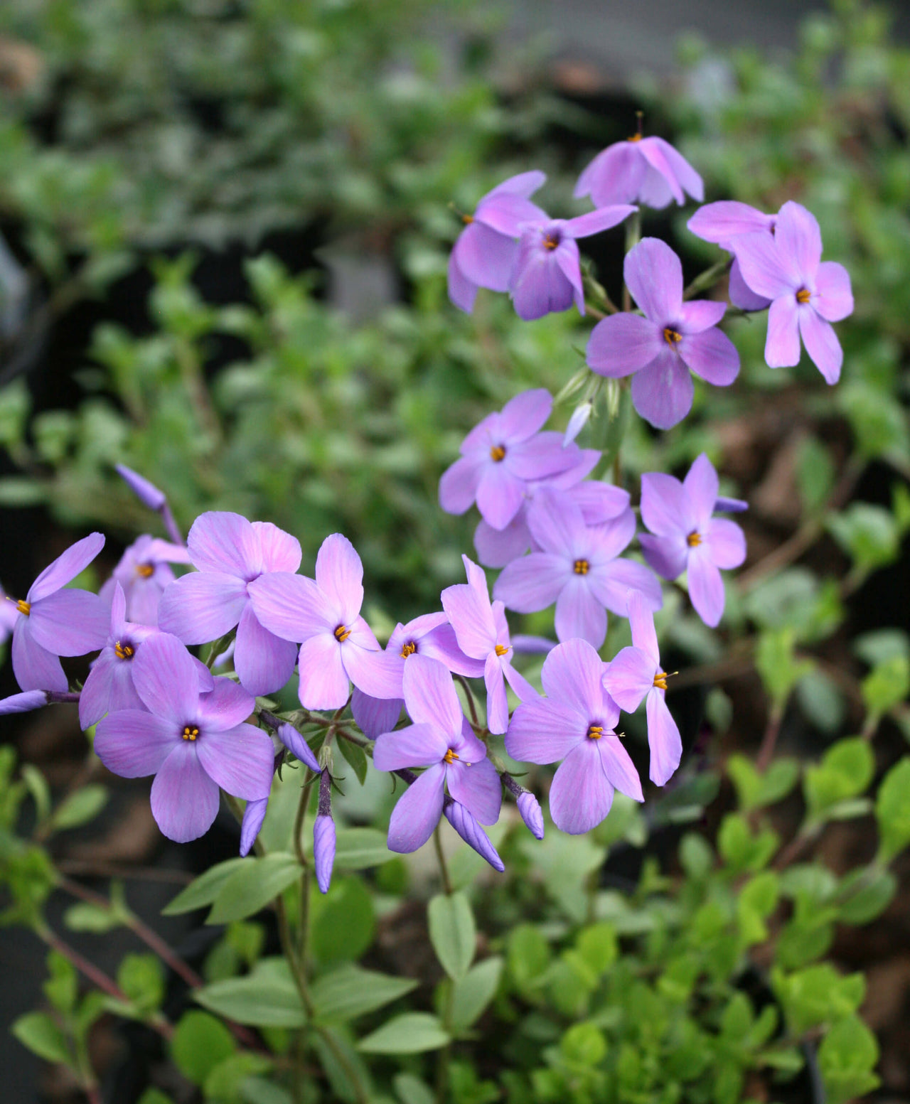 phlox divaricata blue moon