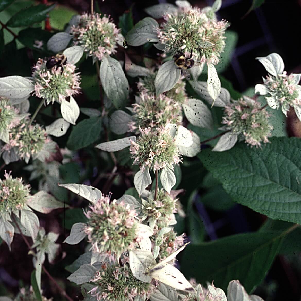 Buy Hoary Silver Leaf Mountain Mint, FREE SHIPPING