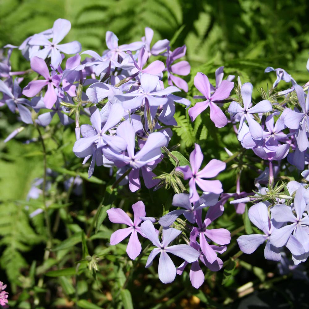 phlox divaricata blue moon