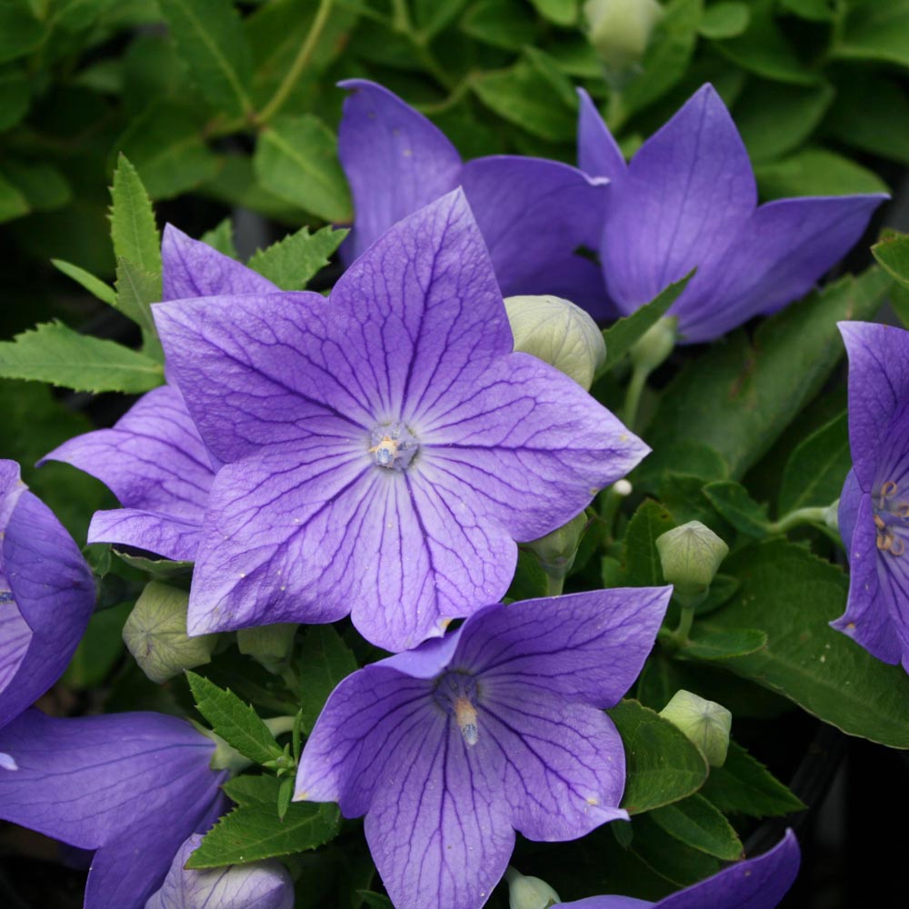 CLASSICAL: Lilac balloon flower. Dandelion balloon flower