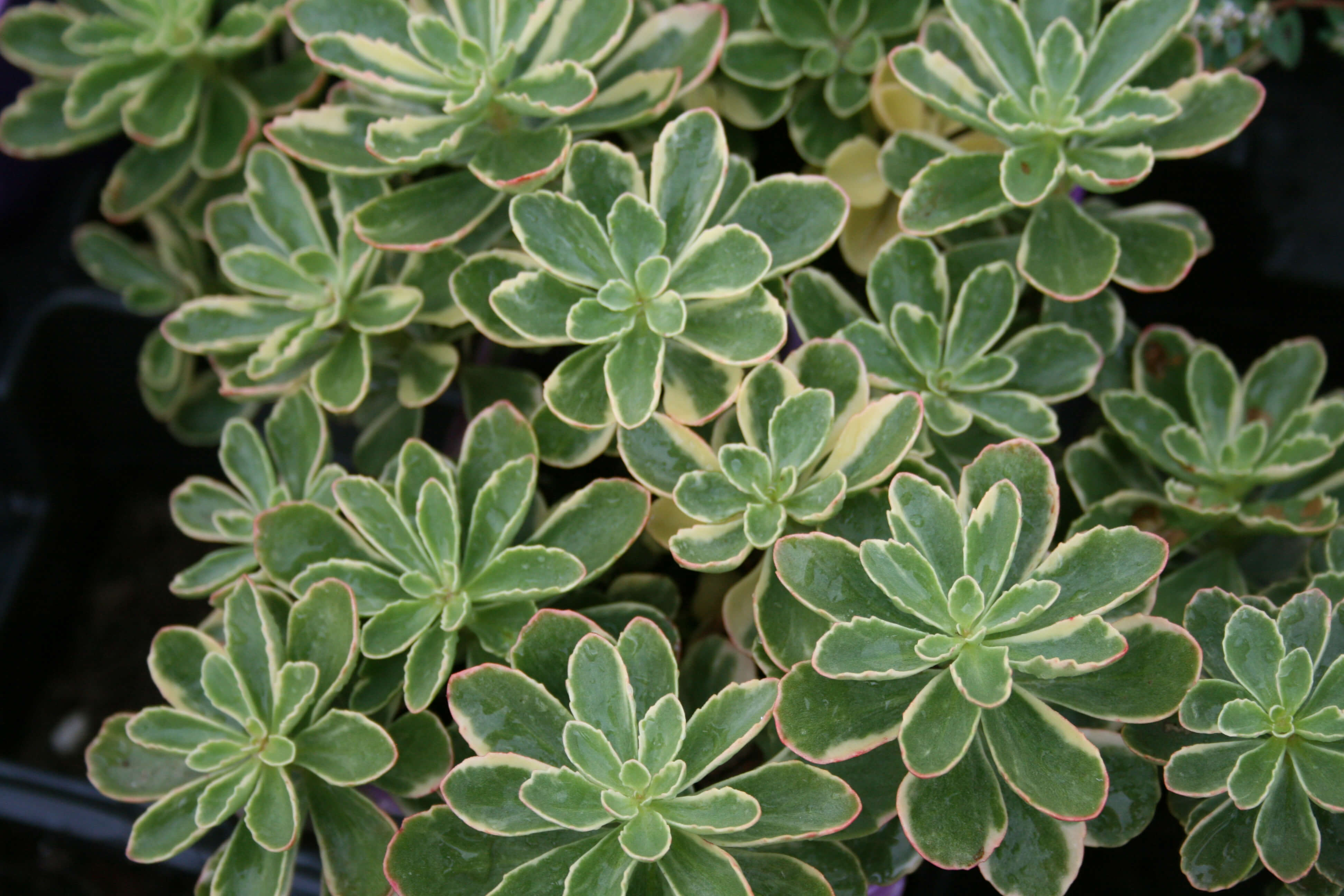 Sedum Kamtschaticum Variegatum Stonecrop For Sale Rare Roots