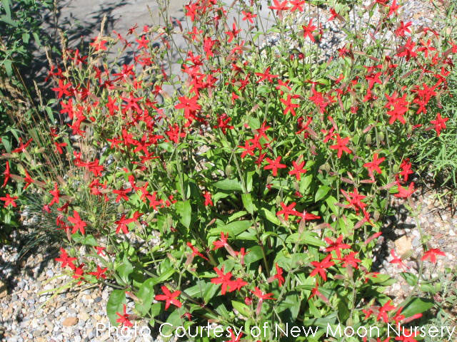 Nova™ Flame Mukgenia Perennial - All Year Color - 4 Pot 