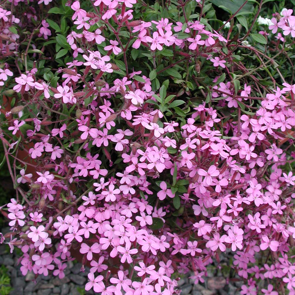 Leptinella potentillina - Verdigris Brass Buttons (3.5 Pot)