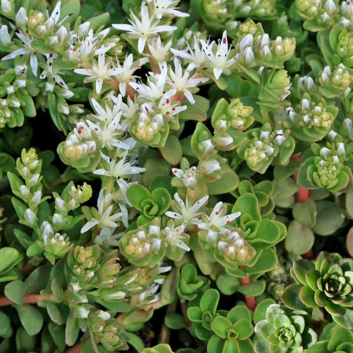 Sedum ternatum Woodland Stonecrop | Rare Roots