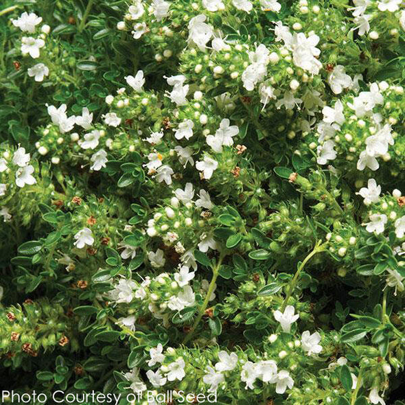 white creeping thyme