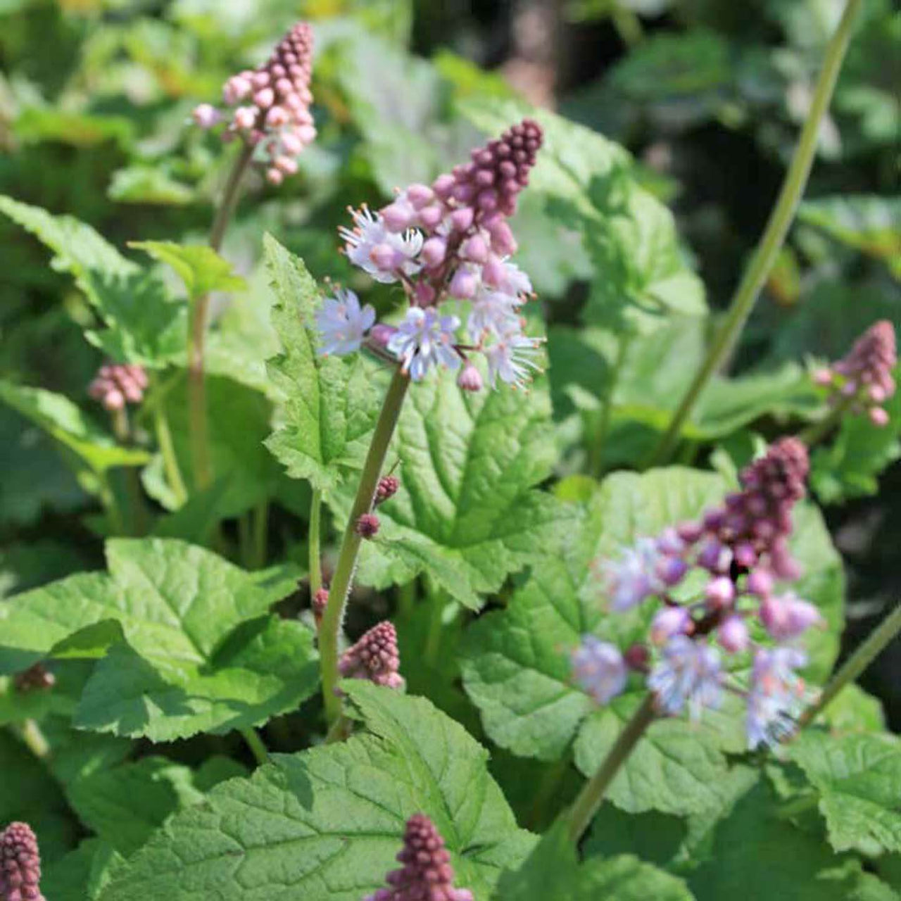 Foamflower  Tiarella cordifolia