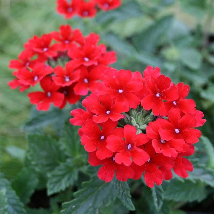 verbena homestead canadensis vervain