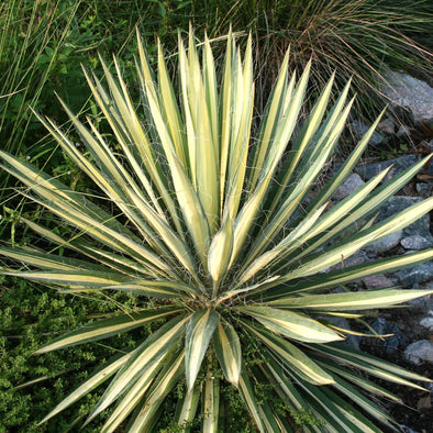 Yucca Color Guard Adam's Needle for Sale | Rare Roots