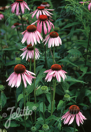 Echinacea 'Sensation Wild Romance' PBR - Polish Nurserymen Association