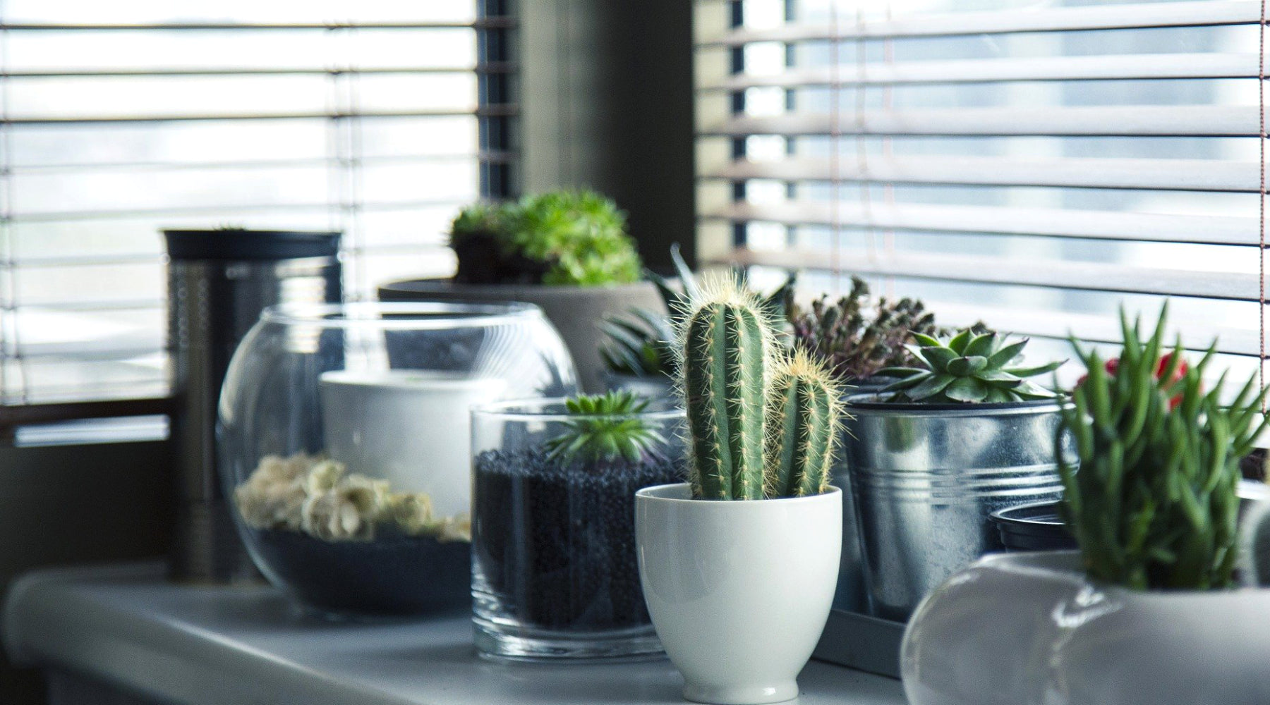 Are clean windows better for plants. Plant like cacti and succulents near window.