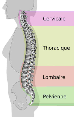 Colonne vertébrale : Vertèbre Cervicale, Thoracique, Lombaire et Pelvienne