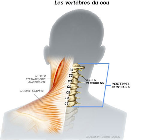 Vertèbre cervicales C1, C2, C3, C4, C5, C6, C7 et muscles du trapèze.