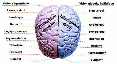 Hémisphère droit et gauche du cerveau