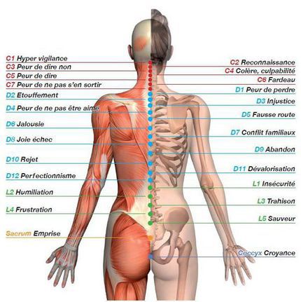 Symbolique du corps, de la colonne vertébrale et du dos