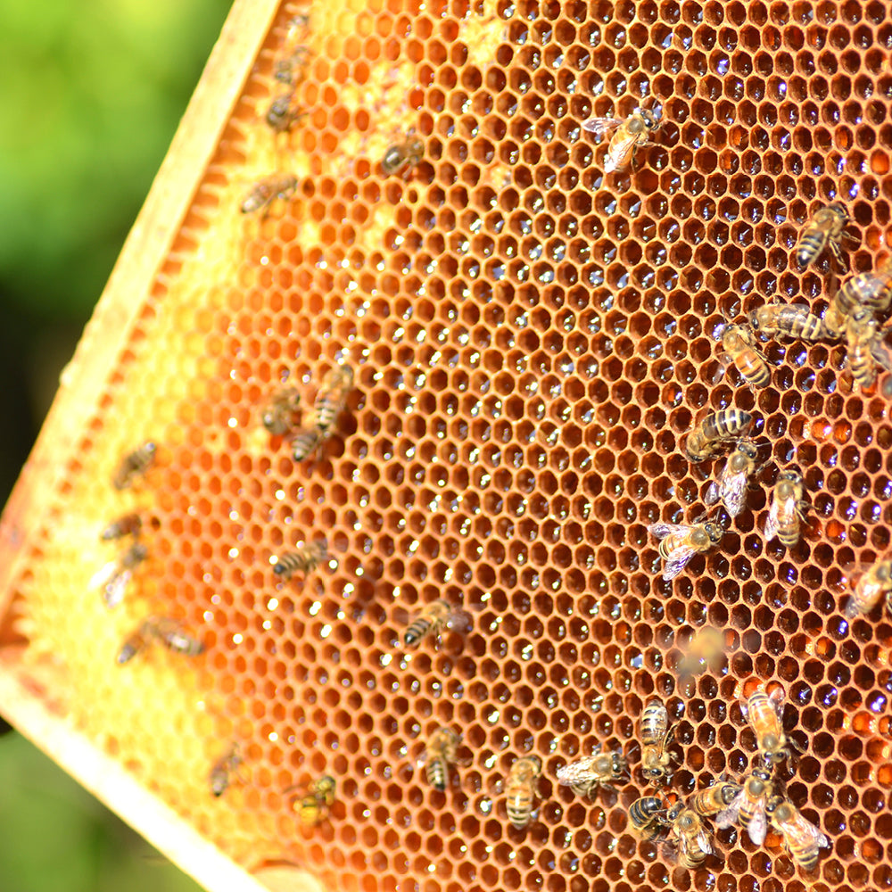 Raw Manuka Honey