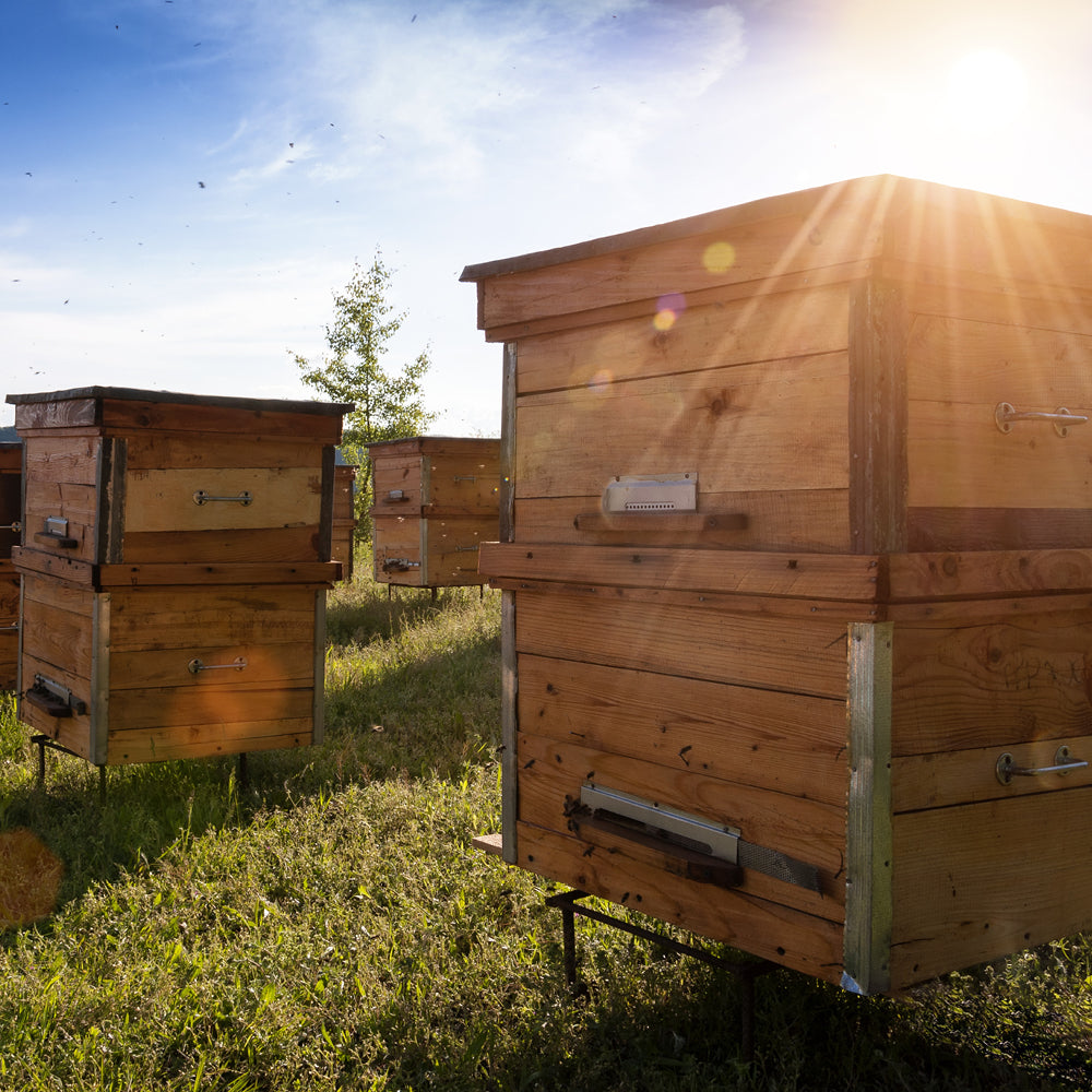 Bee Hives