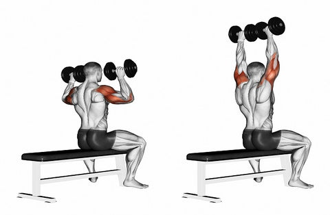 Ejercicios para los músculos: press de hombros