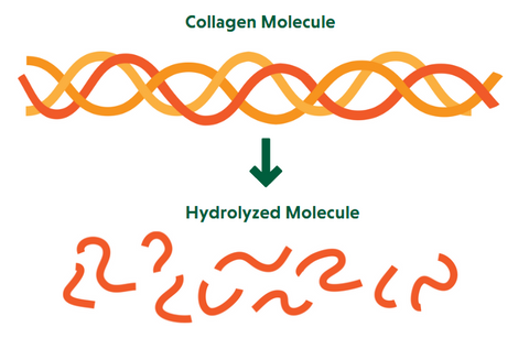 Hydrolyzed Collagen Molecule