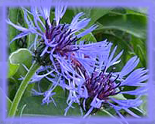 Centaurea Montana Flower Essence - Nature's Remedies