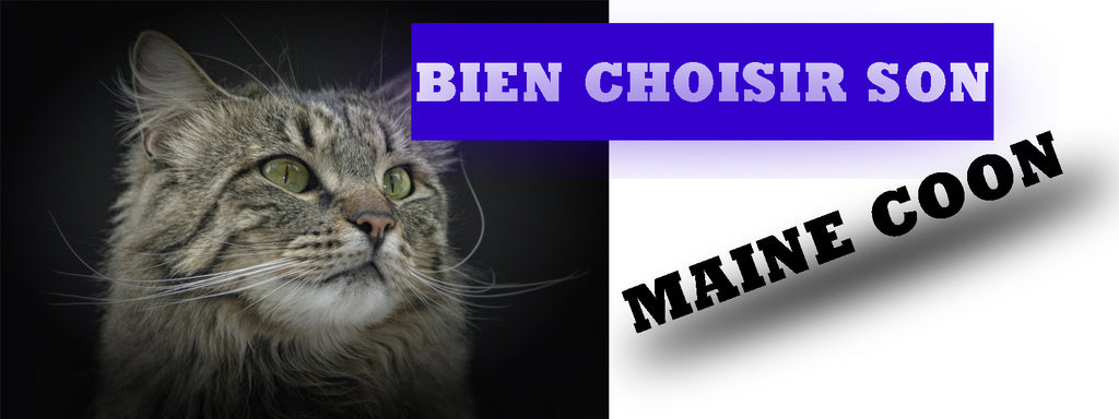 Comment Choisir Un Chat Maine Coon La Boutique Du Maine Coon