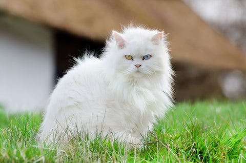 Chat angora turc