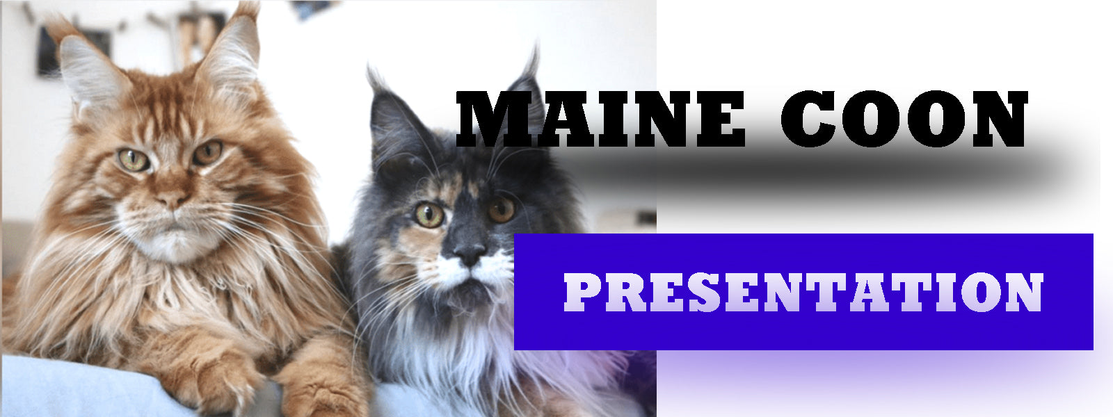 Presentation du Maine Coon  | La boutique du Maine Coon