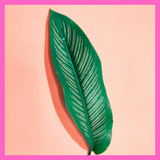Leaf Pexel image