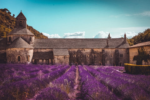 Lavender has been used by many ancient cultures - Pexel Image