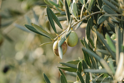 Olives are a stone fruit and not a vegetable - Pexel Image