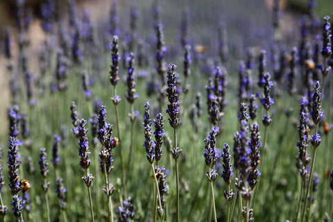 Lavandula is a member of the mint family - Pexel Image