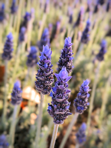 French lavender is sometimes called the 'butterfly plant' because of the tips of the flowers - Pexel Image
