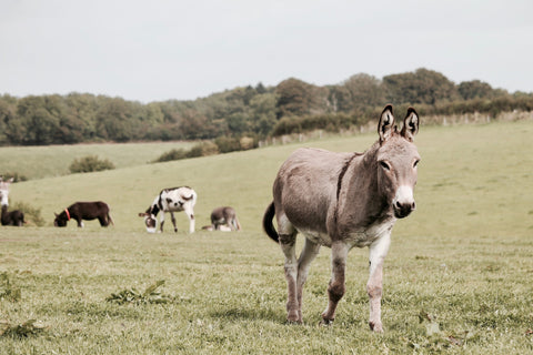 A female donkey is also called a jenny - Pexel image