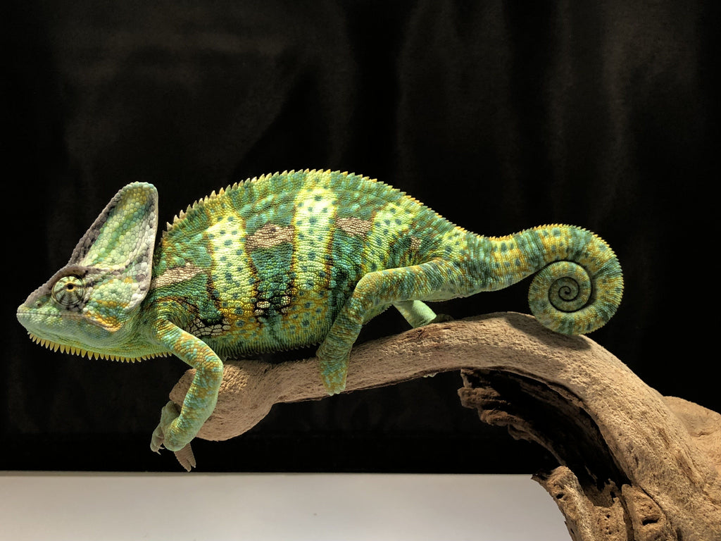Veiled Chameleon babies | Allans Pet Center